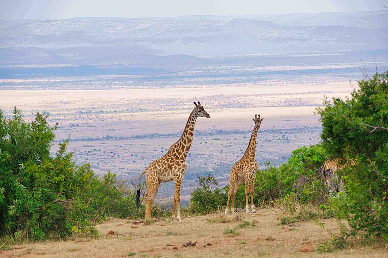 Auslandsjahr Mara Siana Conservancy