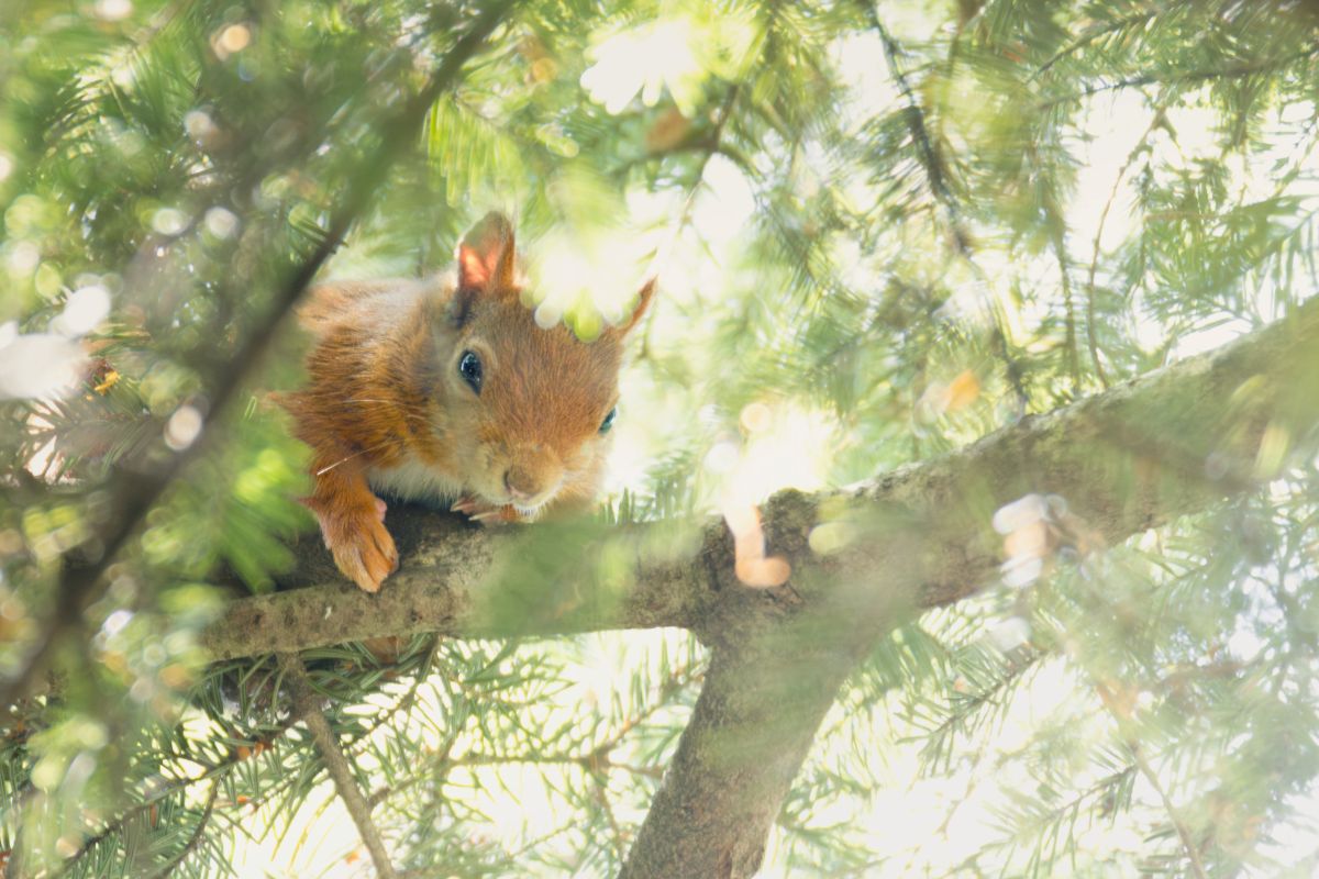 Eichhorn