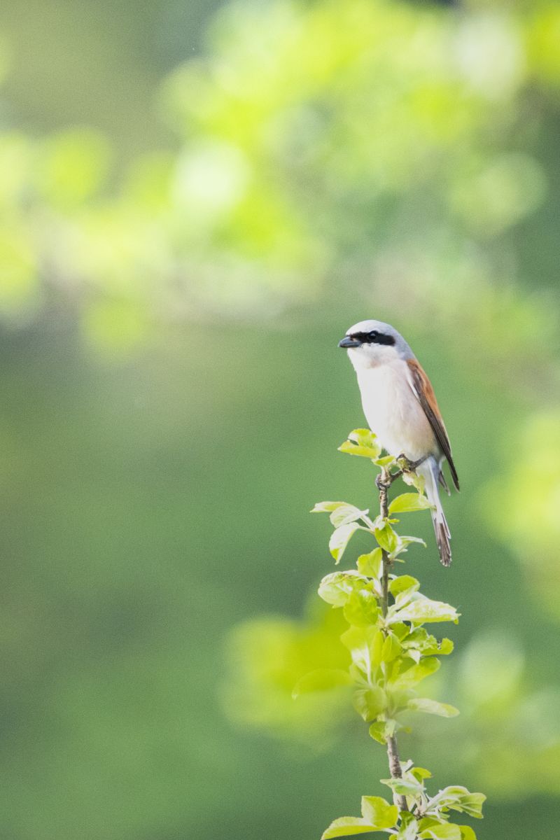 Neuntöter Männchen