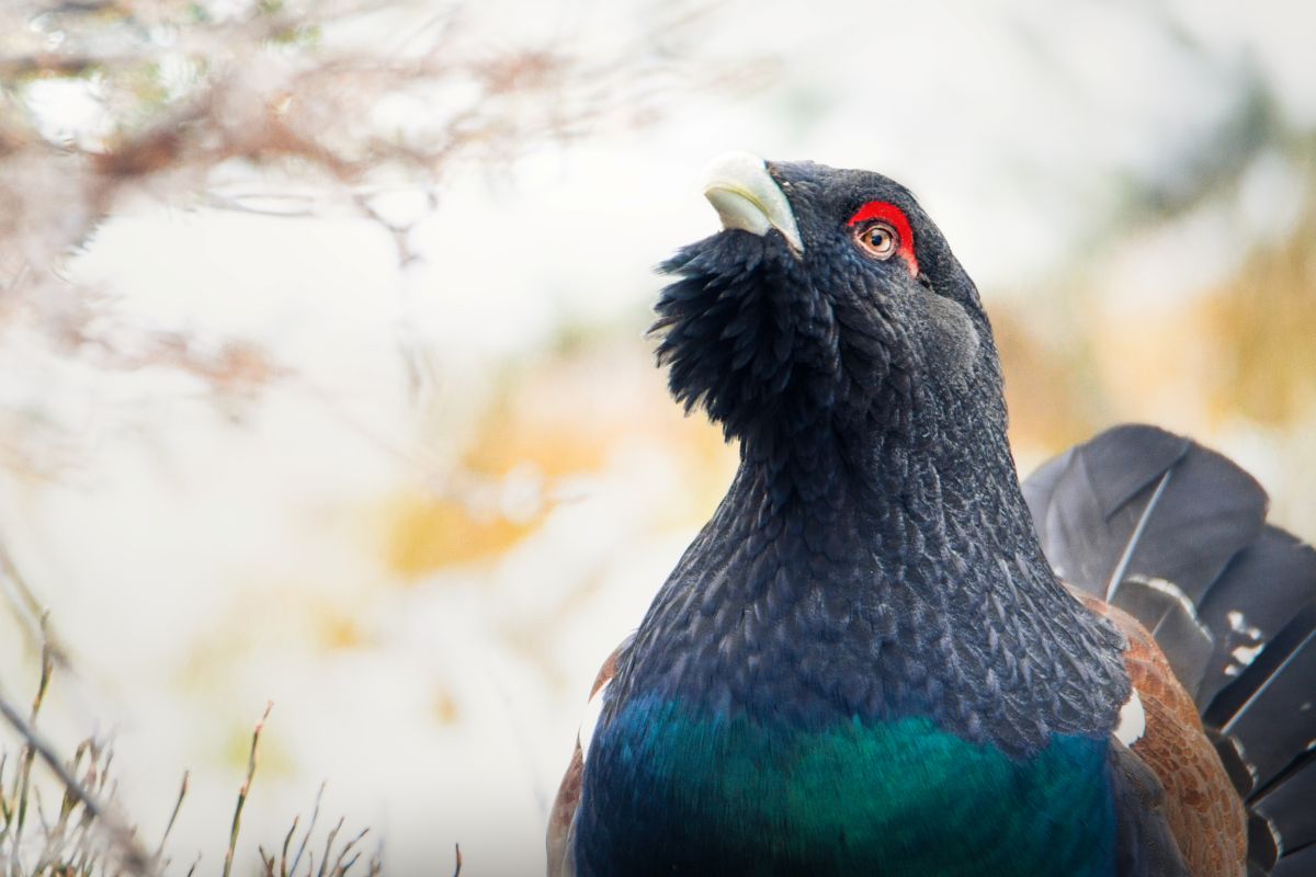 Auerhahn am Feldberg 4