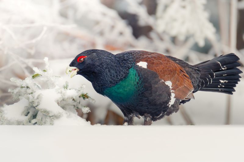 Auerhahn am Feldberg