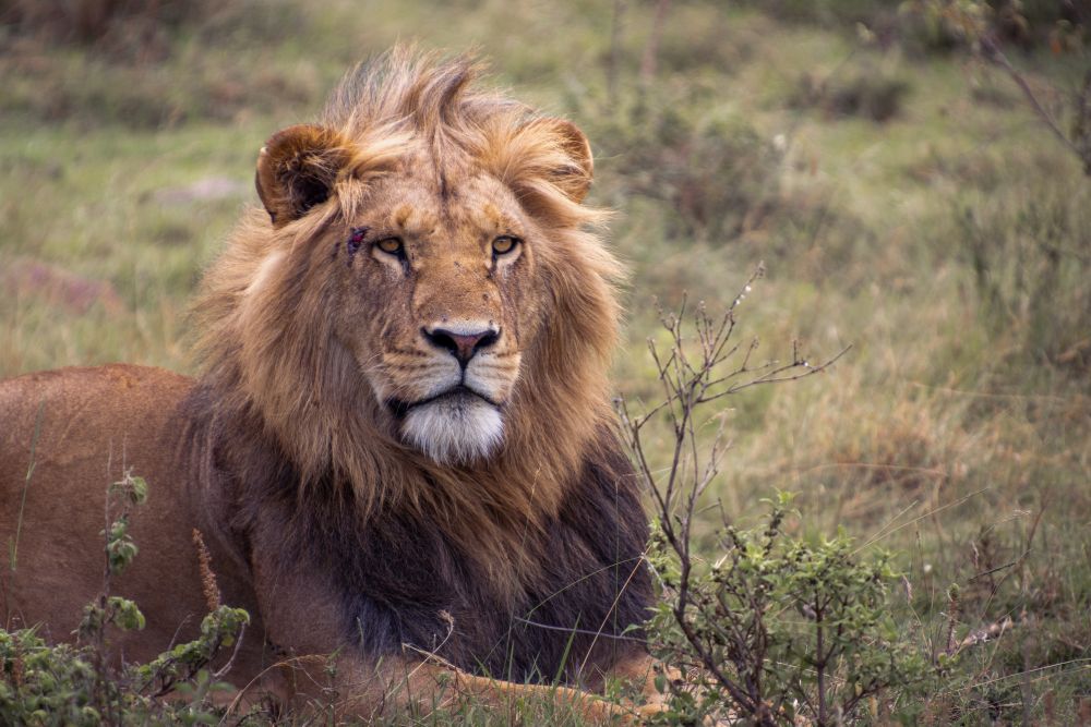 Mara Siana Conservancy – Ein Tag im Leben als Freiwilliger