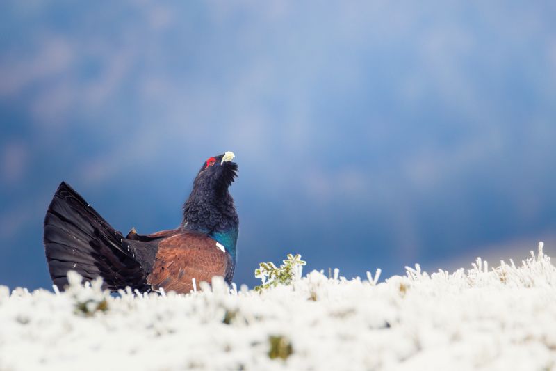 Balzender Auerhahn im Schwarzwald