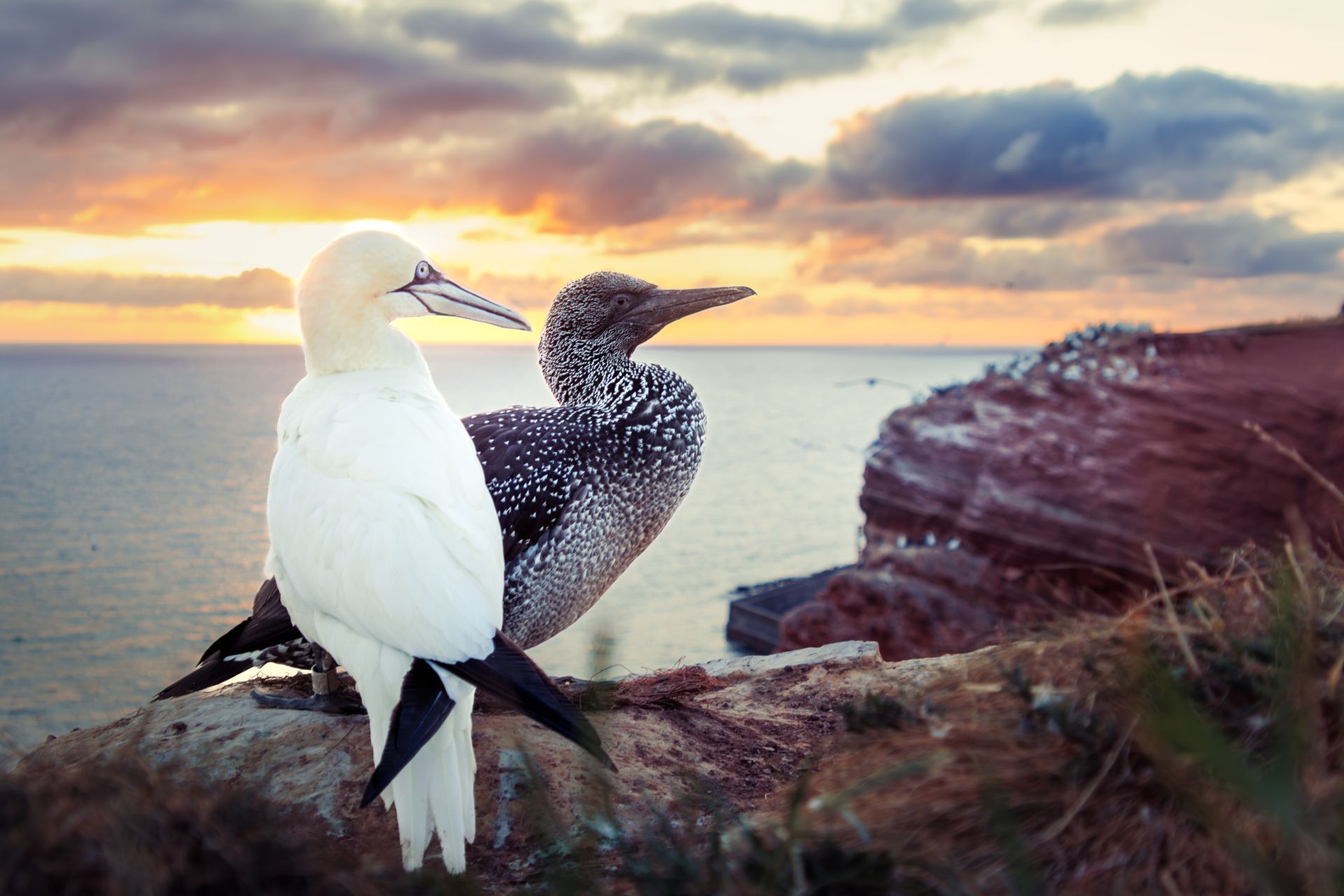 Tiere auf Helgoland