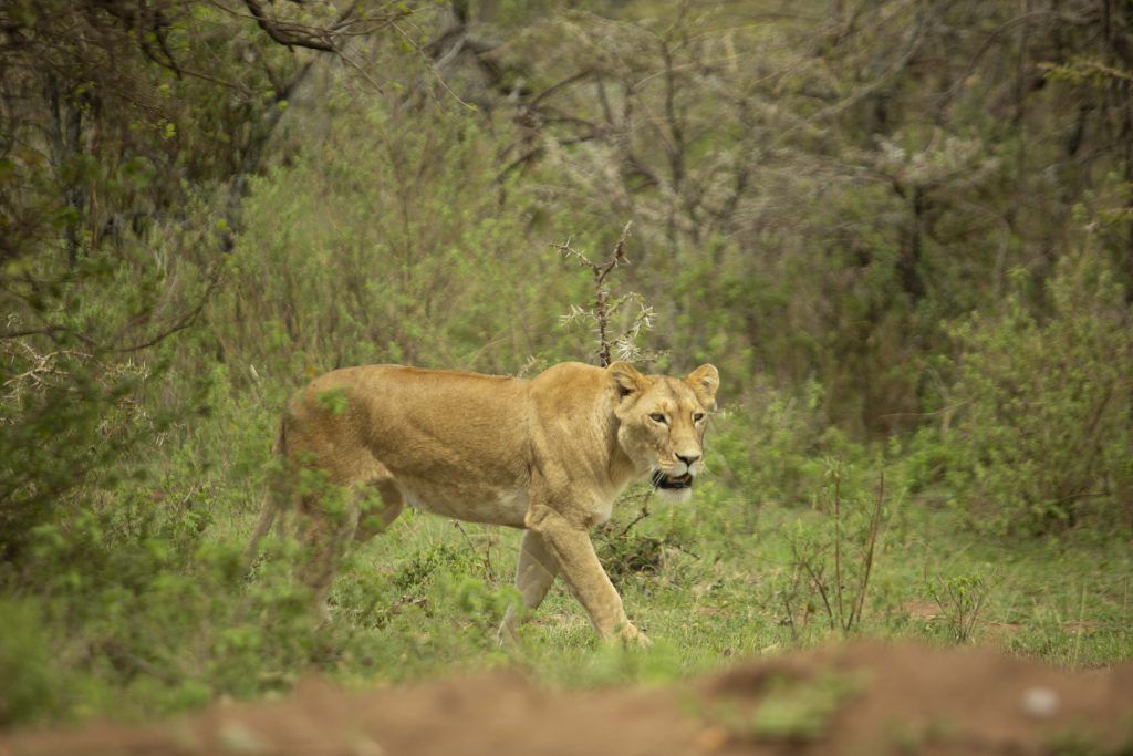 Lion