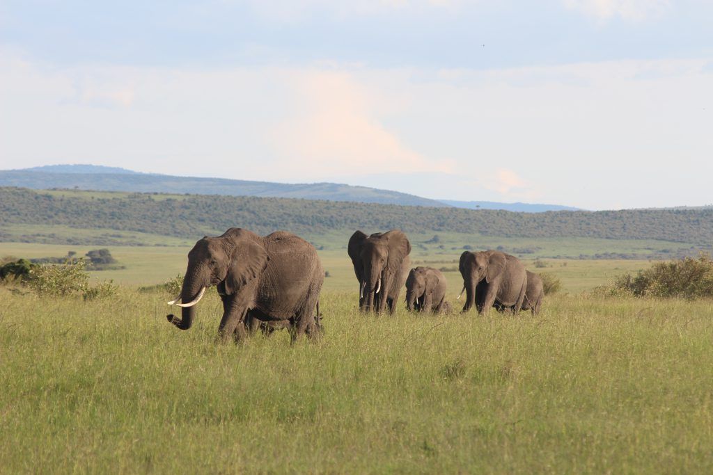 Elefants