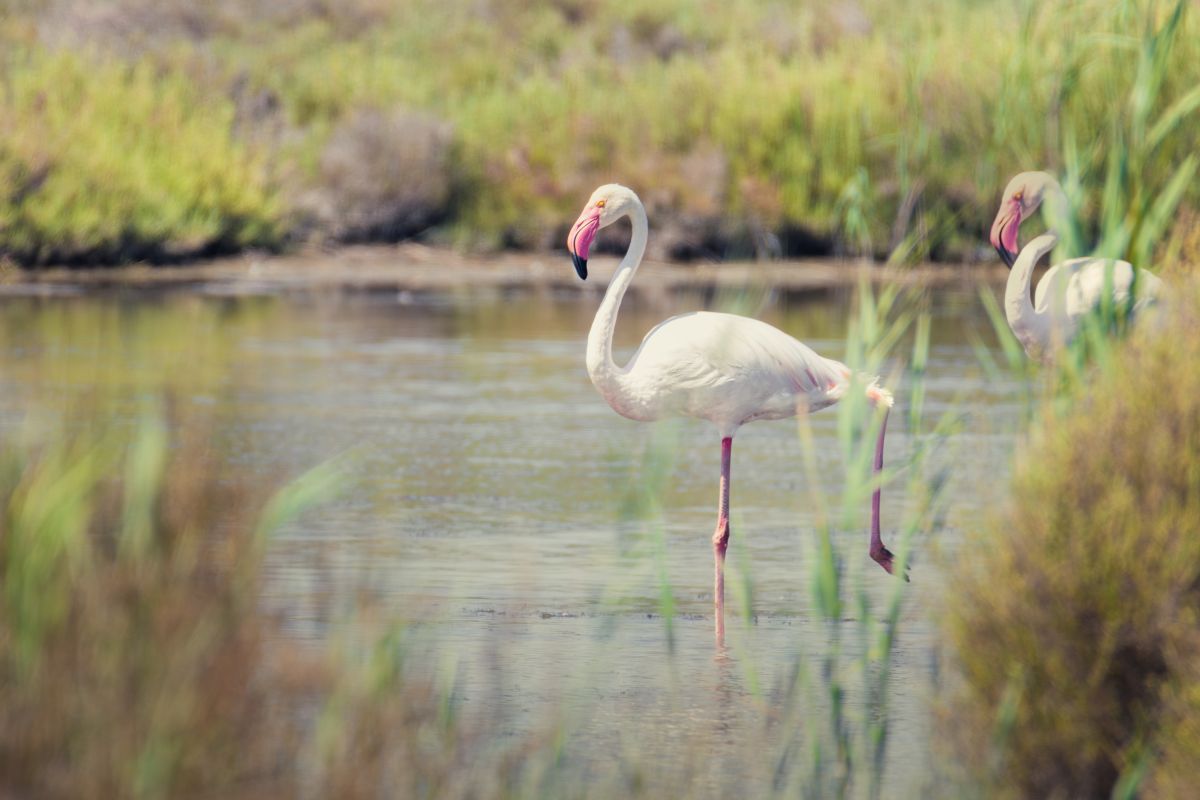 osaflamingo in der Camargue