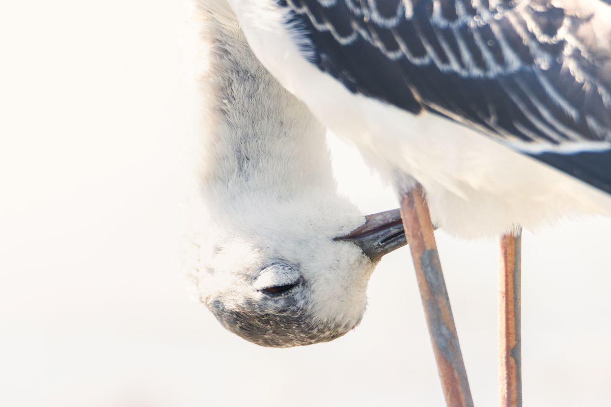 Junger Stelzenläufer in der Camargue