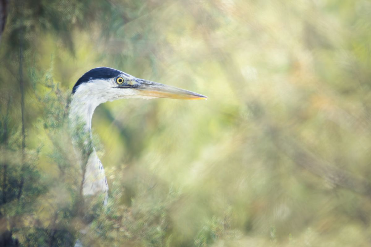 Graureiher in der Camargue