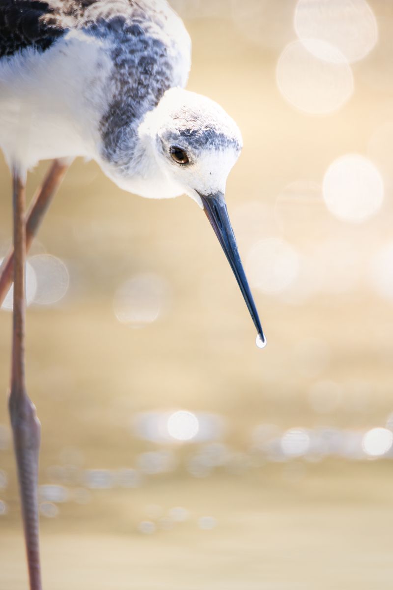 Portrait eines Stelzenläufers im Parc Ornithologique
