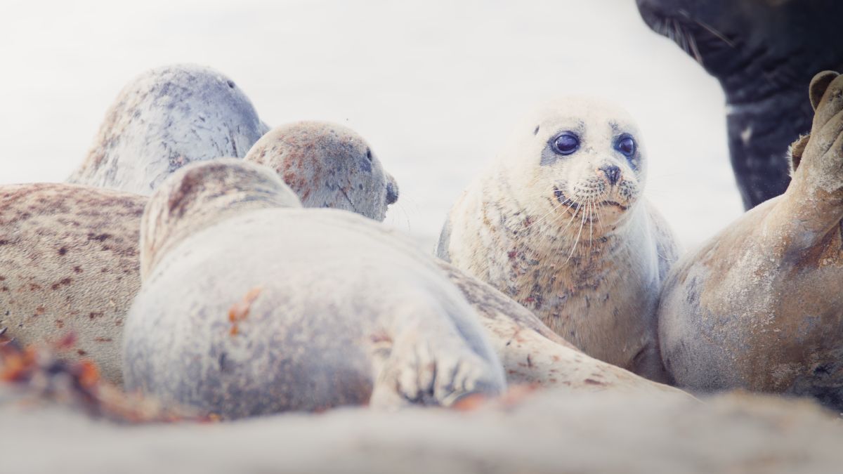 Helgoland Bild 4