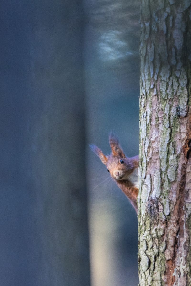 Eichhörnchen schaut frech hinter einem Baumstamm hervor