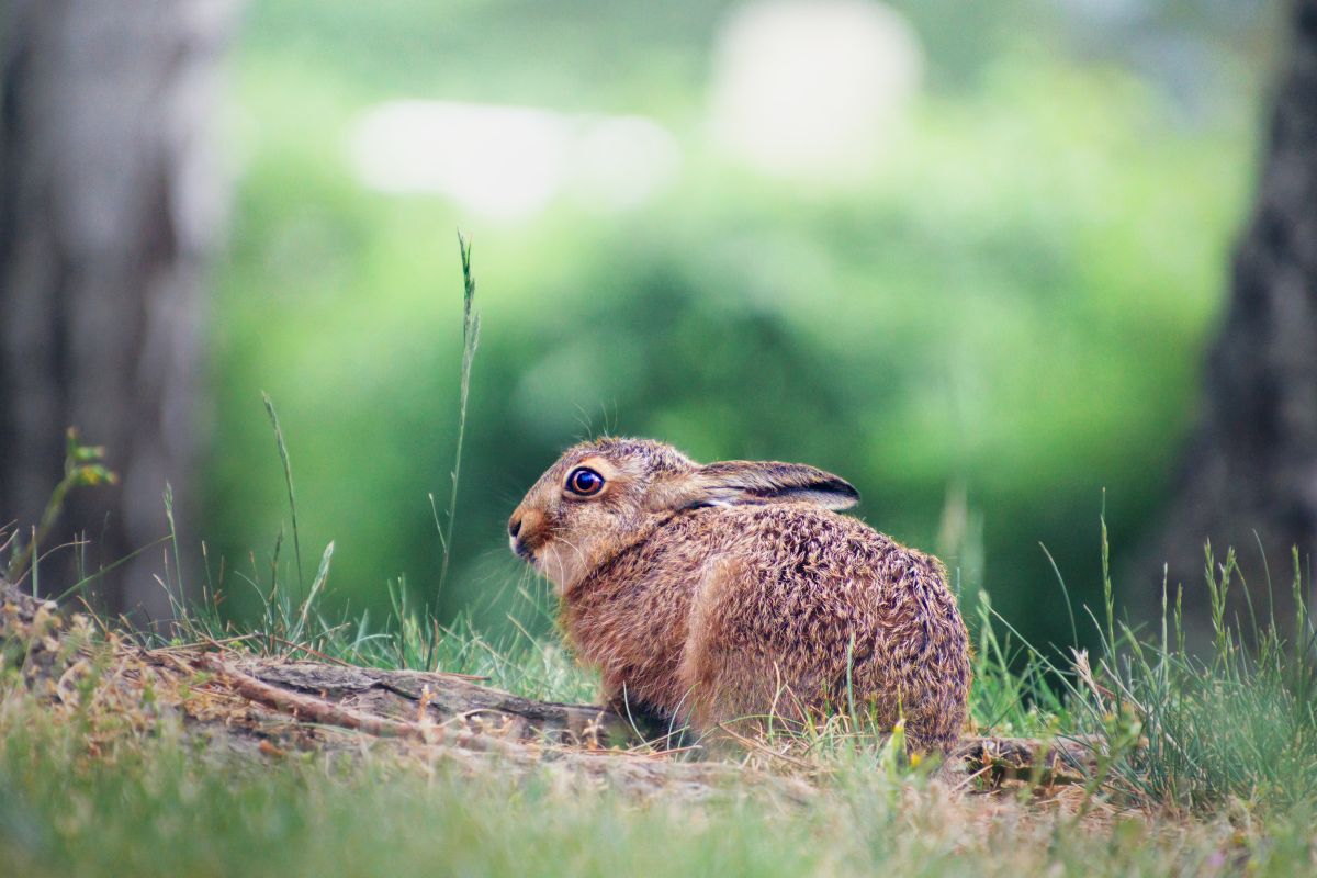 Hasenjunges im Gras