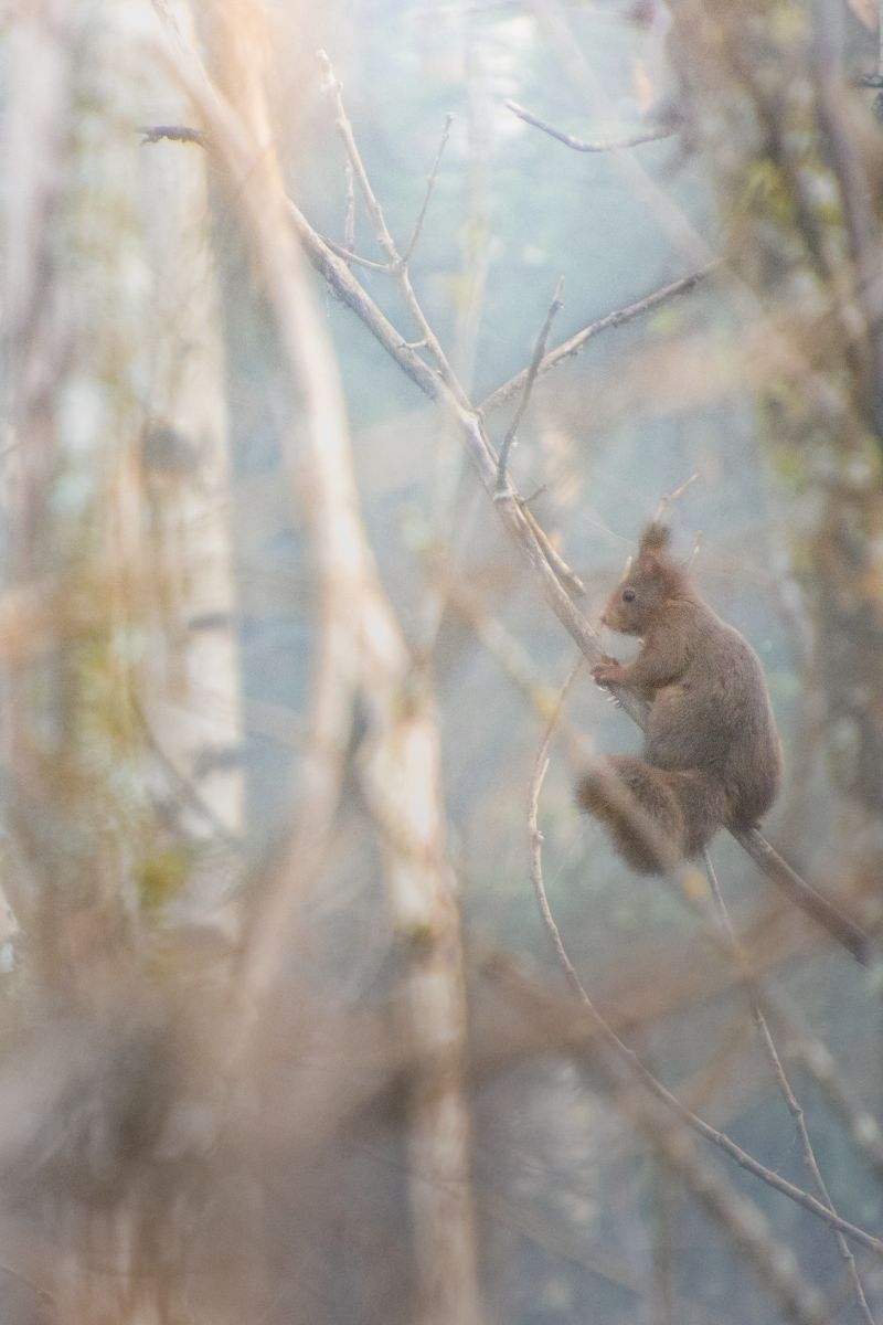 Eichhörnchen im Schwarzwaldnebel