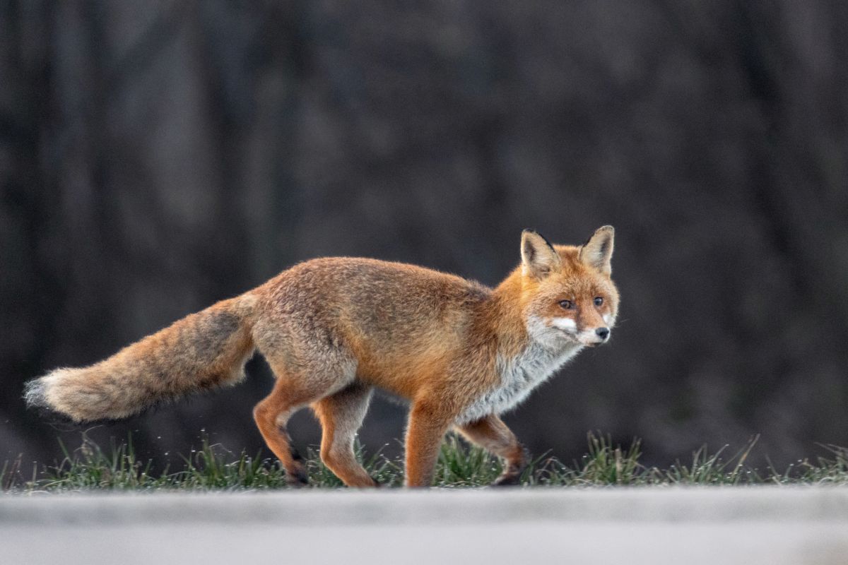 Fuchs überquert einen Feldweg im Schwarzwald