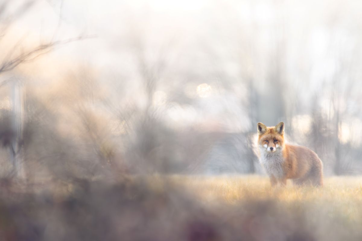 Fuchs pirscht auf einer Wiese in Engelsbrand im Morgenlicht