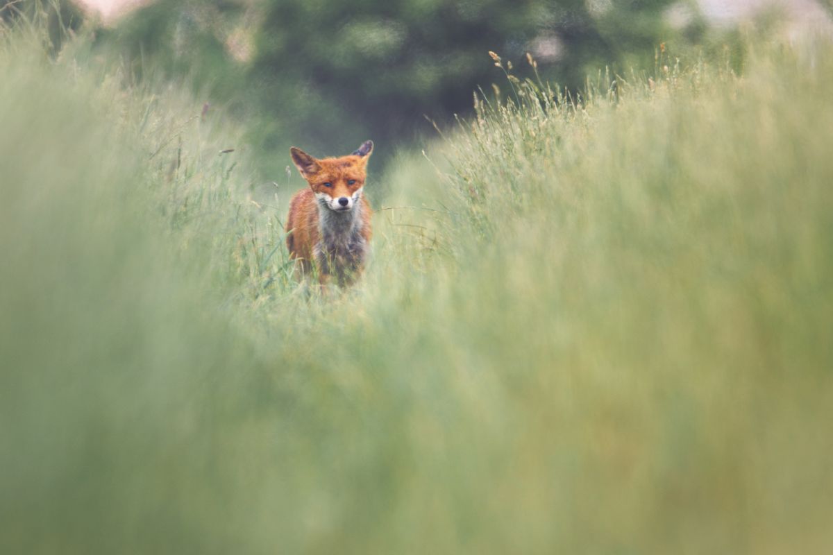 Fuchs in einem Getreidefeld