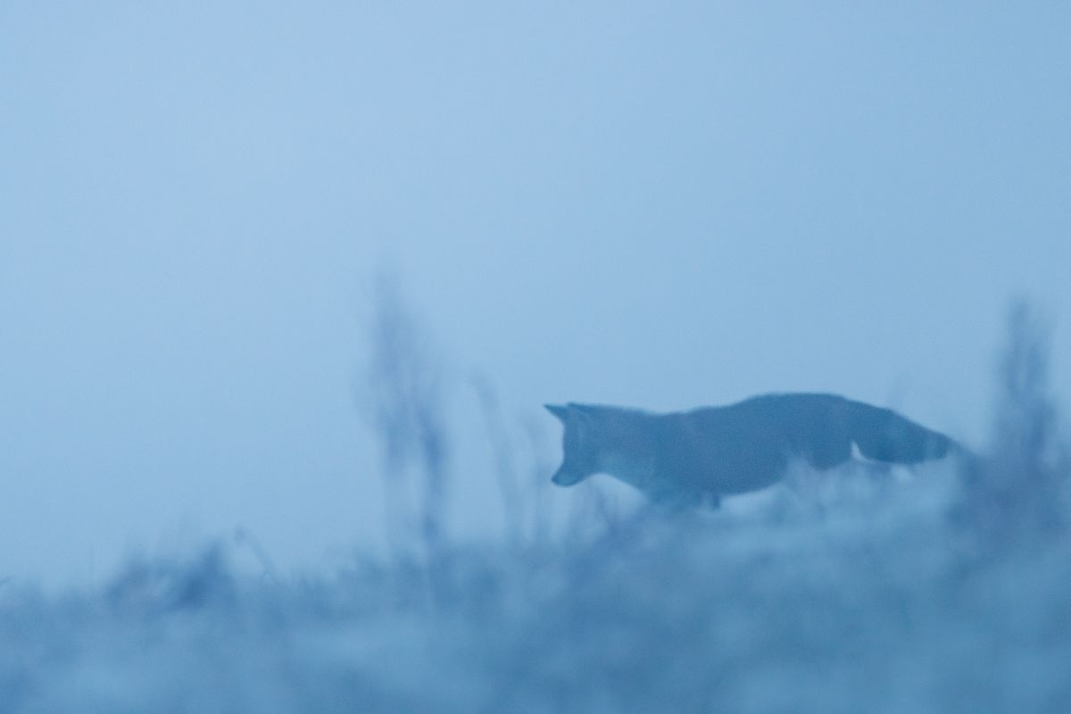 Fuchs im winterlichen Nebel
