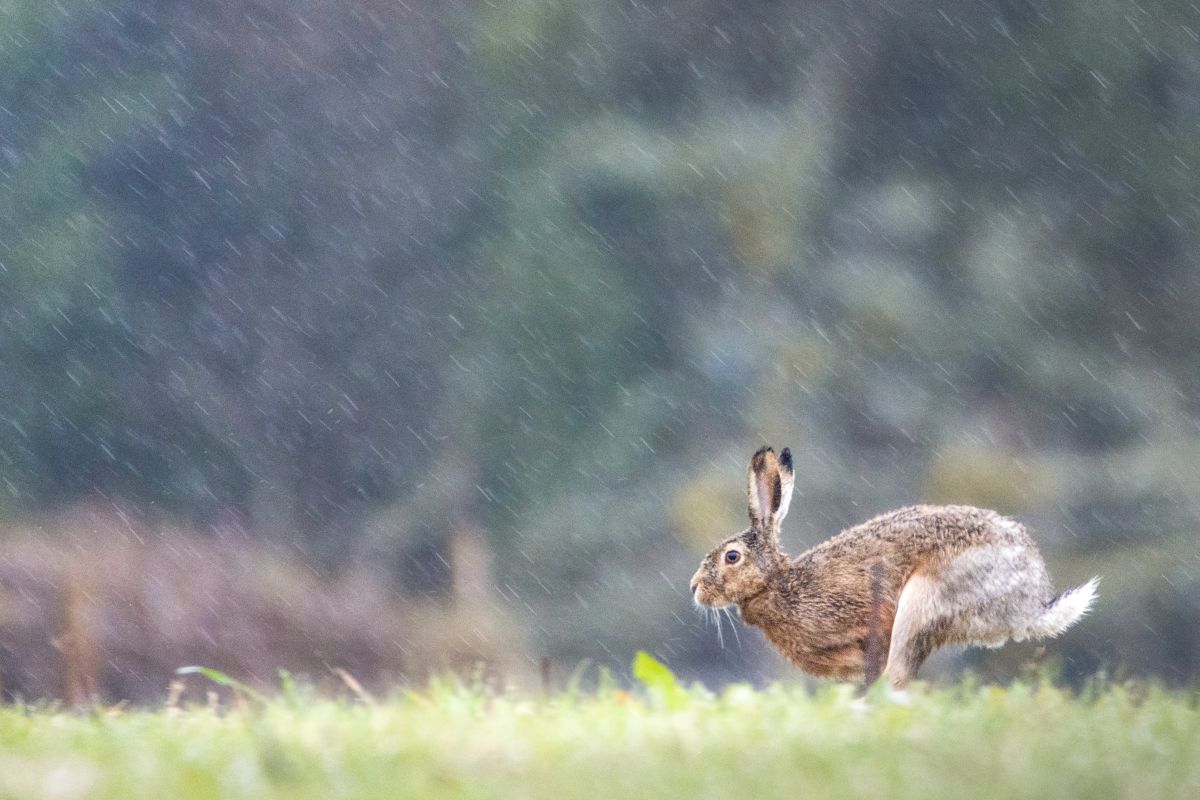 Hase rennt im Regen