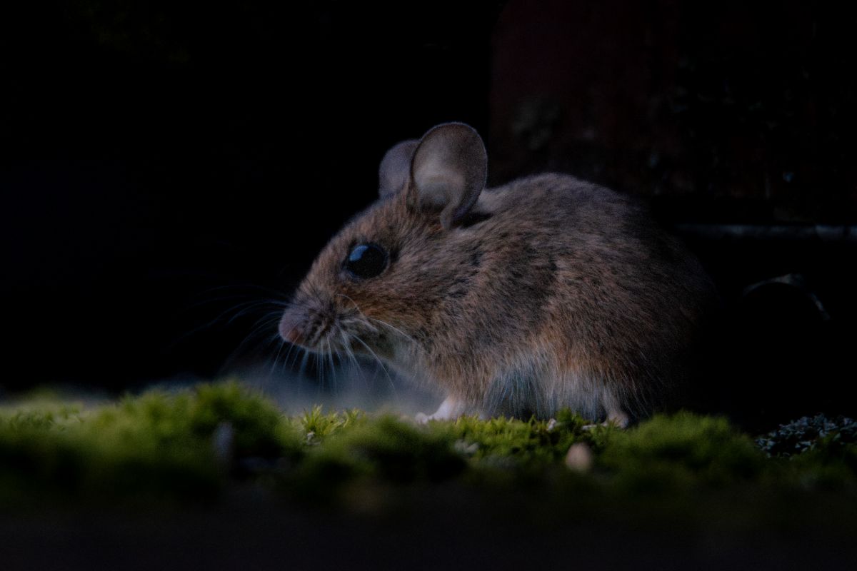 Maus in der Dämmerung im Moos