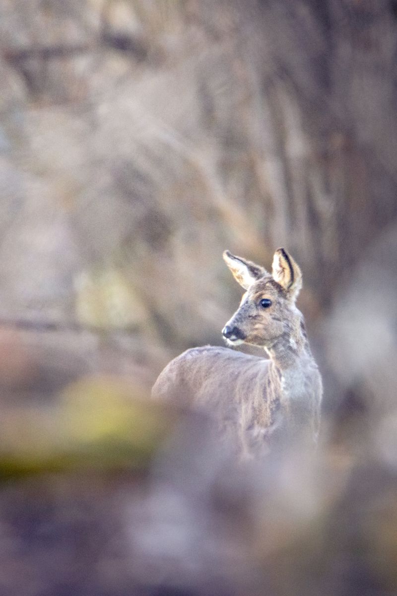 Reh Portrait im Nordschwarzwald
