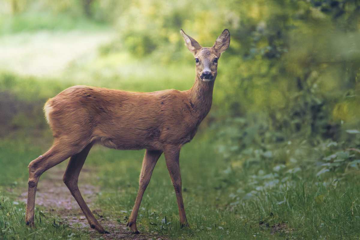 Reh beim Überqueren eines Wanderwegs