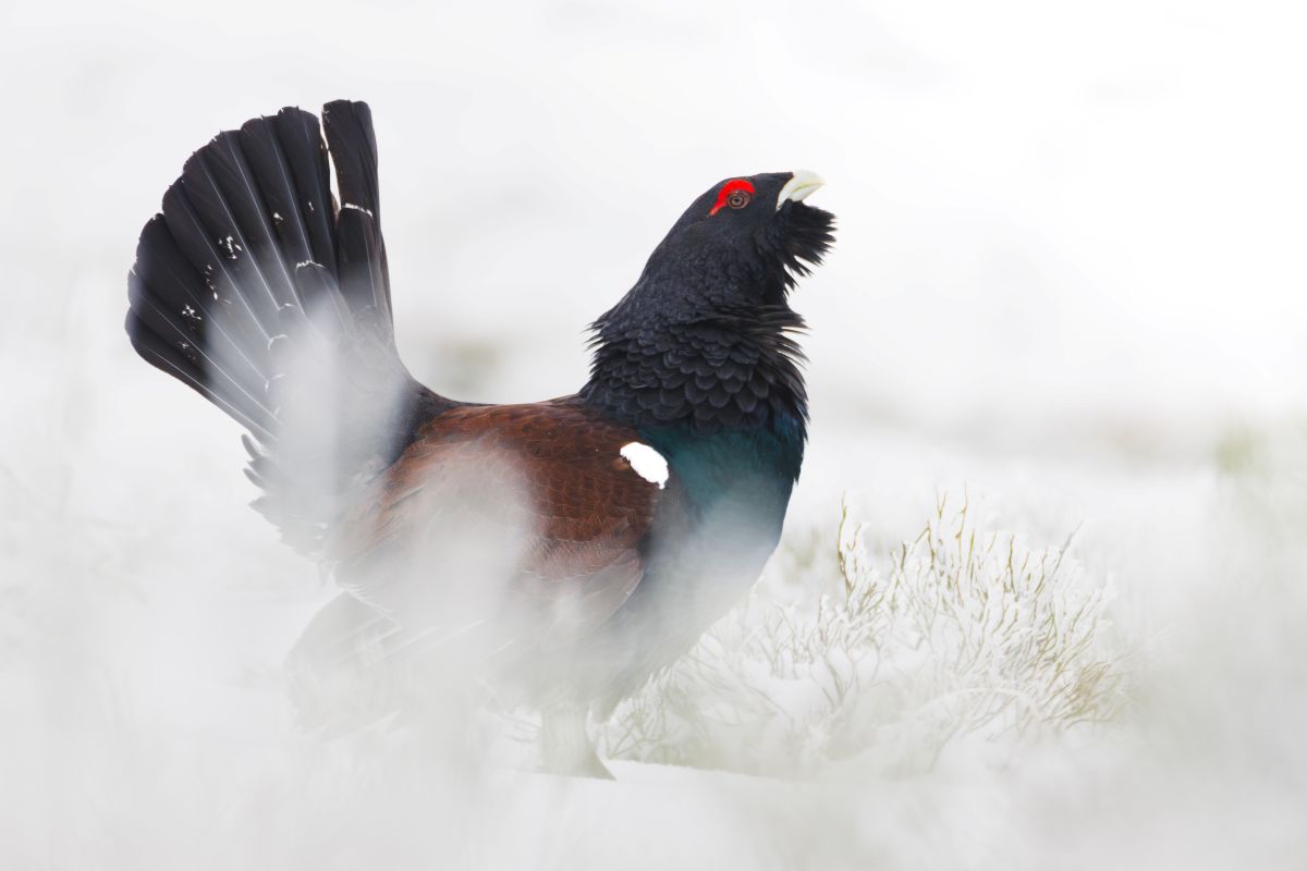 Auerhahn Björn auf dem  verschneiten Feldberg