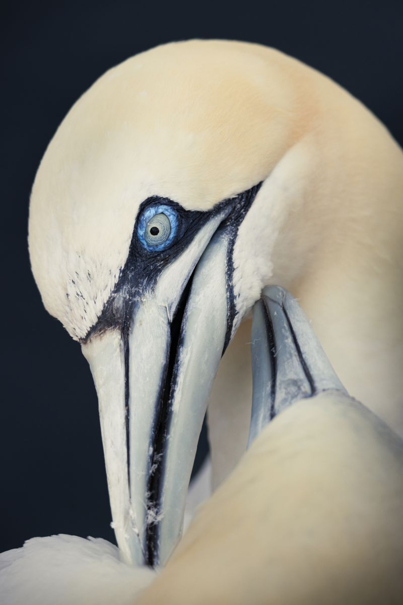 Basstölpel Paarungstanz auf Helgoland