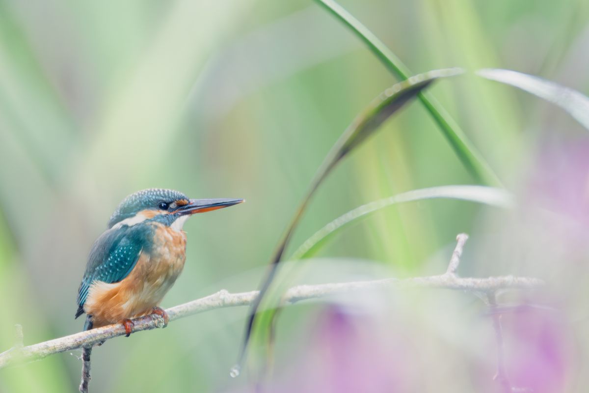 Eisvogel in einer verträumten Landschaft 
