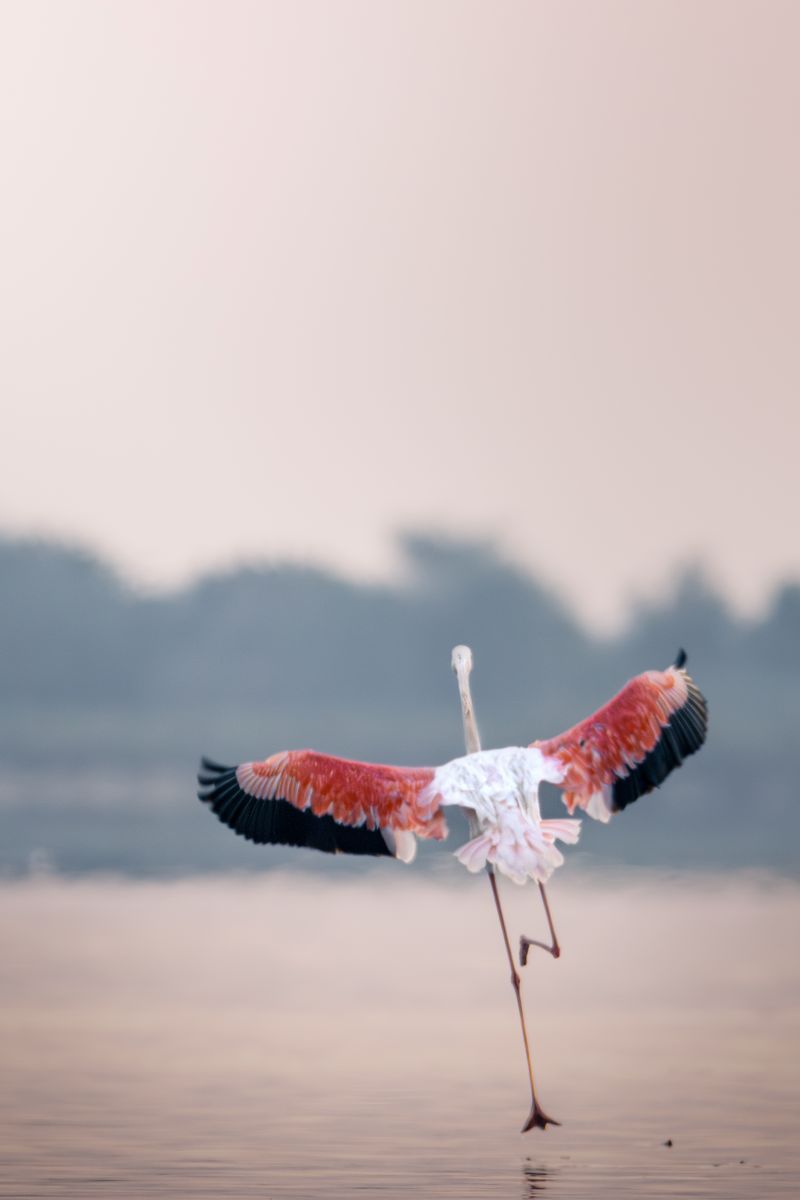 Flamingo beim Abflug