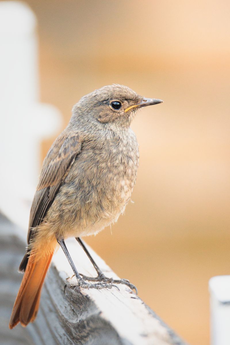 Gartenrotschwanz Portrait