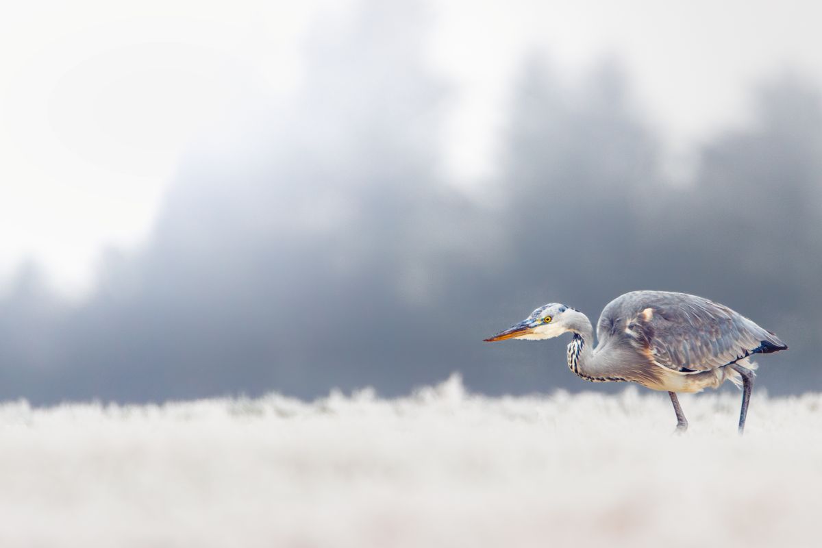 Graureiher im Schnee auf der Jagt