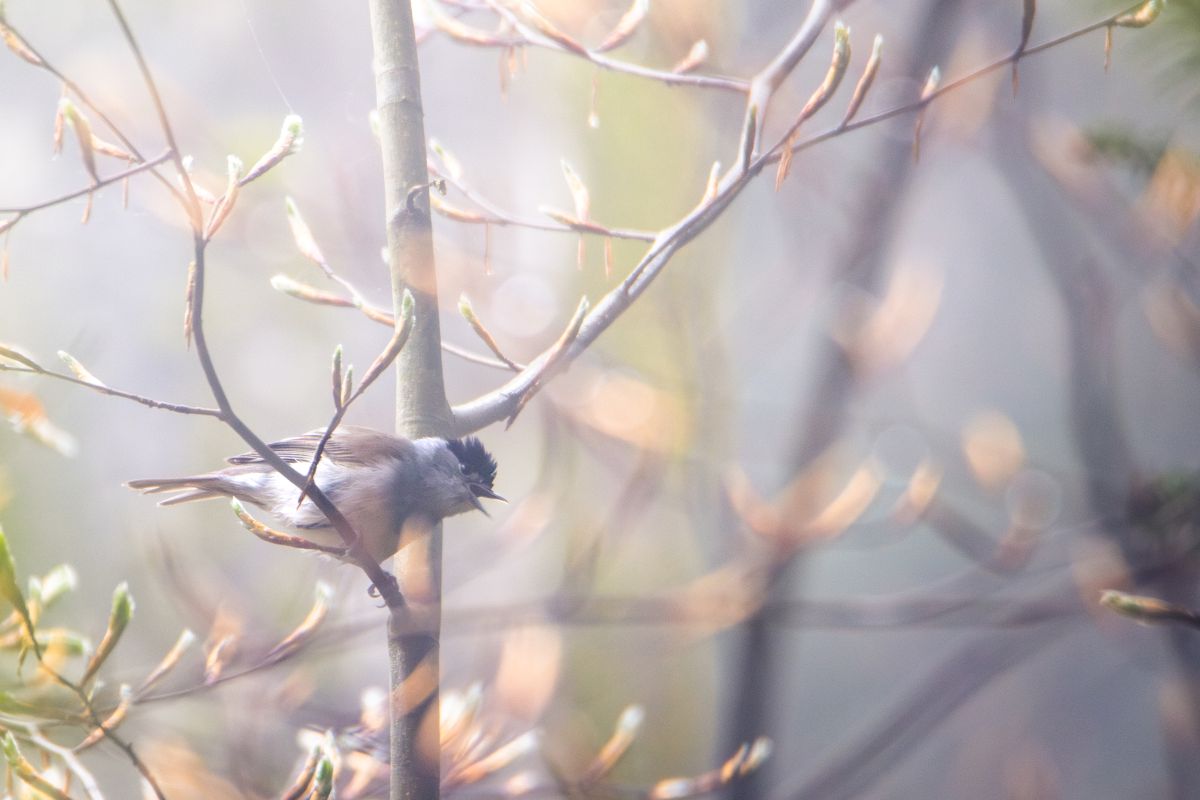 Haubenmeise im Herbstnebel