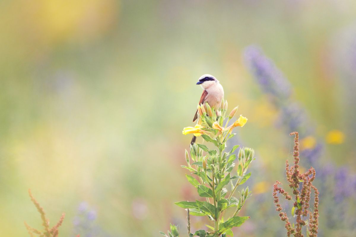 Neuntöter im Blumenfeld auf Nahrungssuche