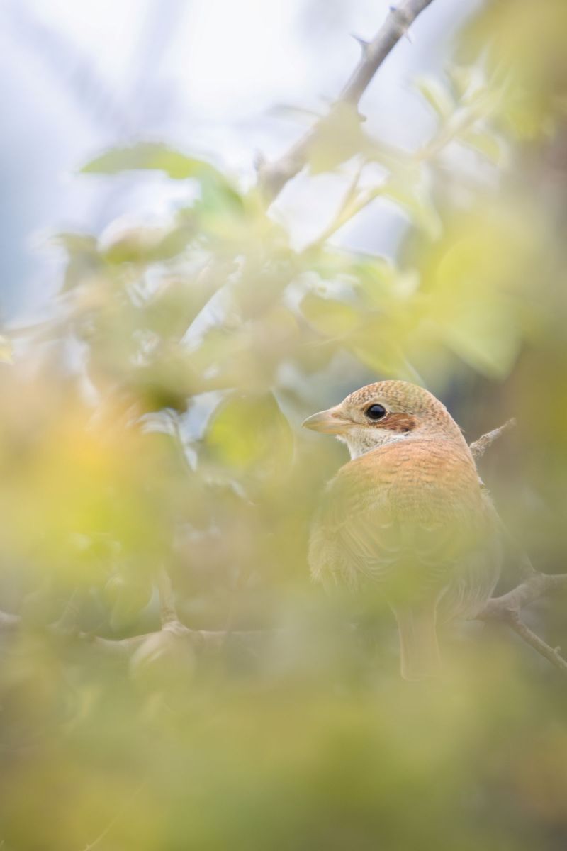 Neuntöter Junges im Herbstlaub