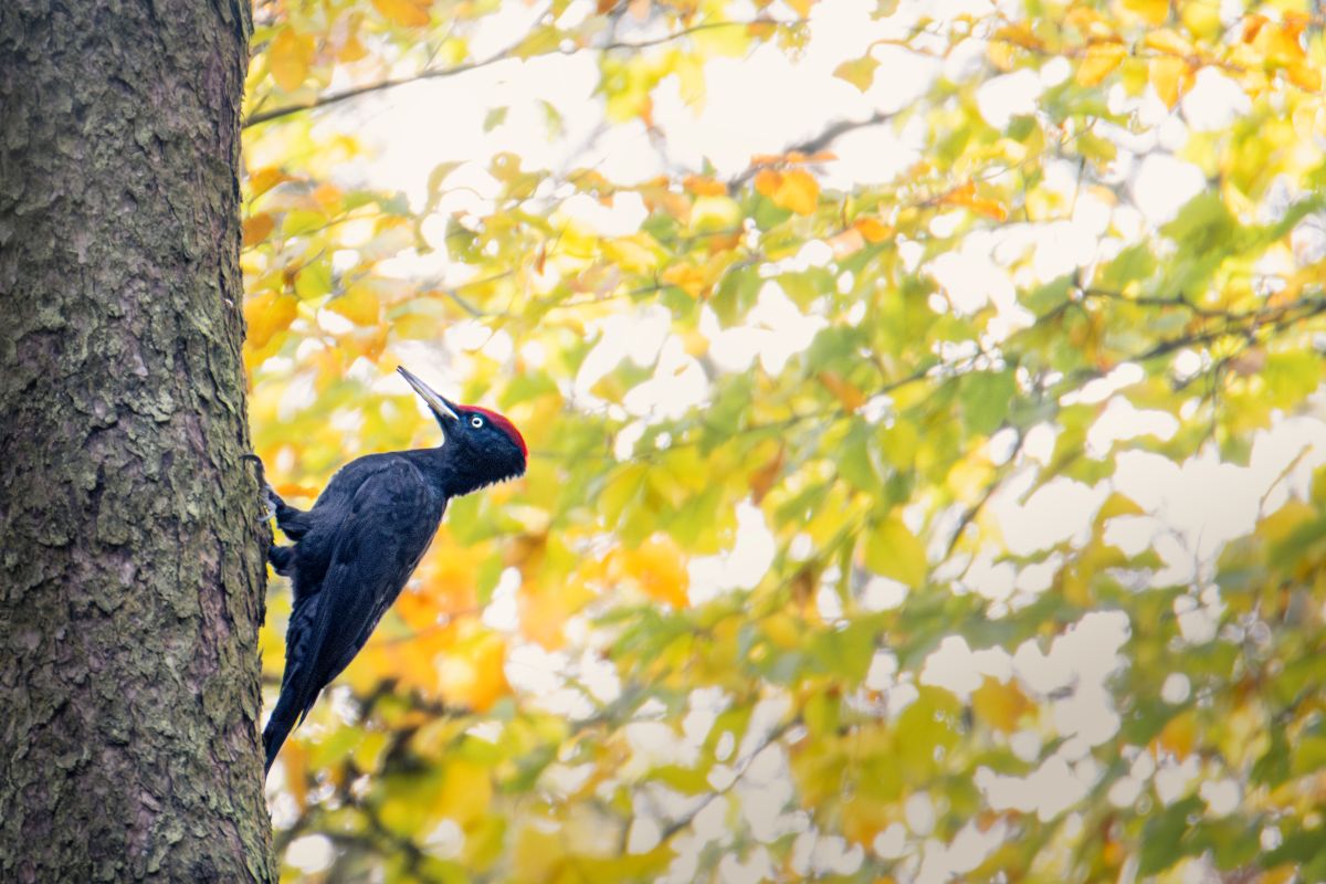 Schwarzspecht im Herbstwald