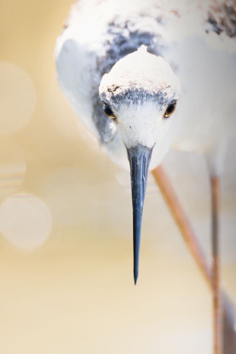 Stelzenläufer Portrait