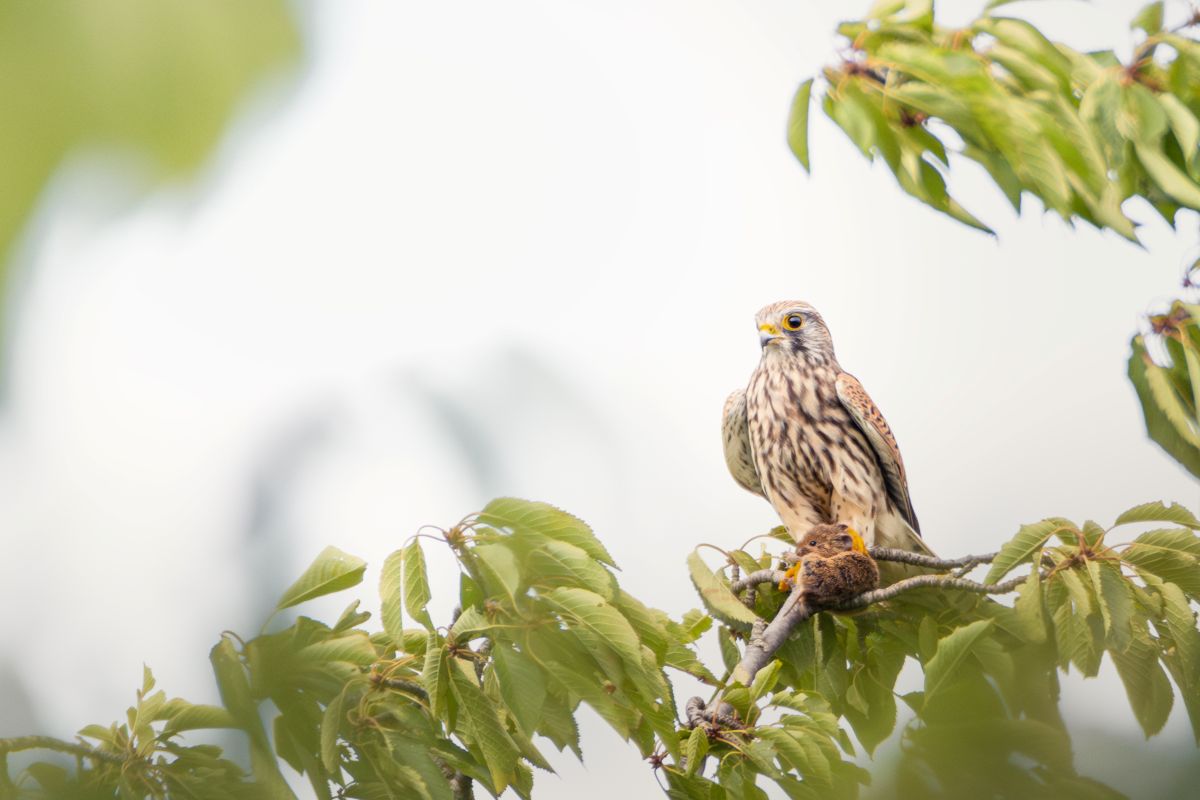 Turmfalke mit einer gefangenen Spitzmaus im Kirschbaum