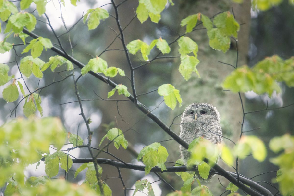 Waldkauz Junges im verregneten Wald