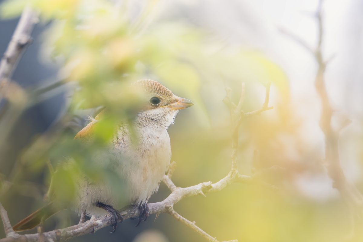 Neuntöter Junges im Herbstlaub