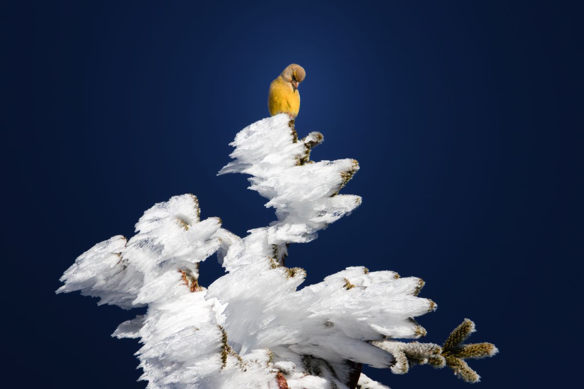 Auerhahn am Feldberg 2