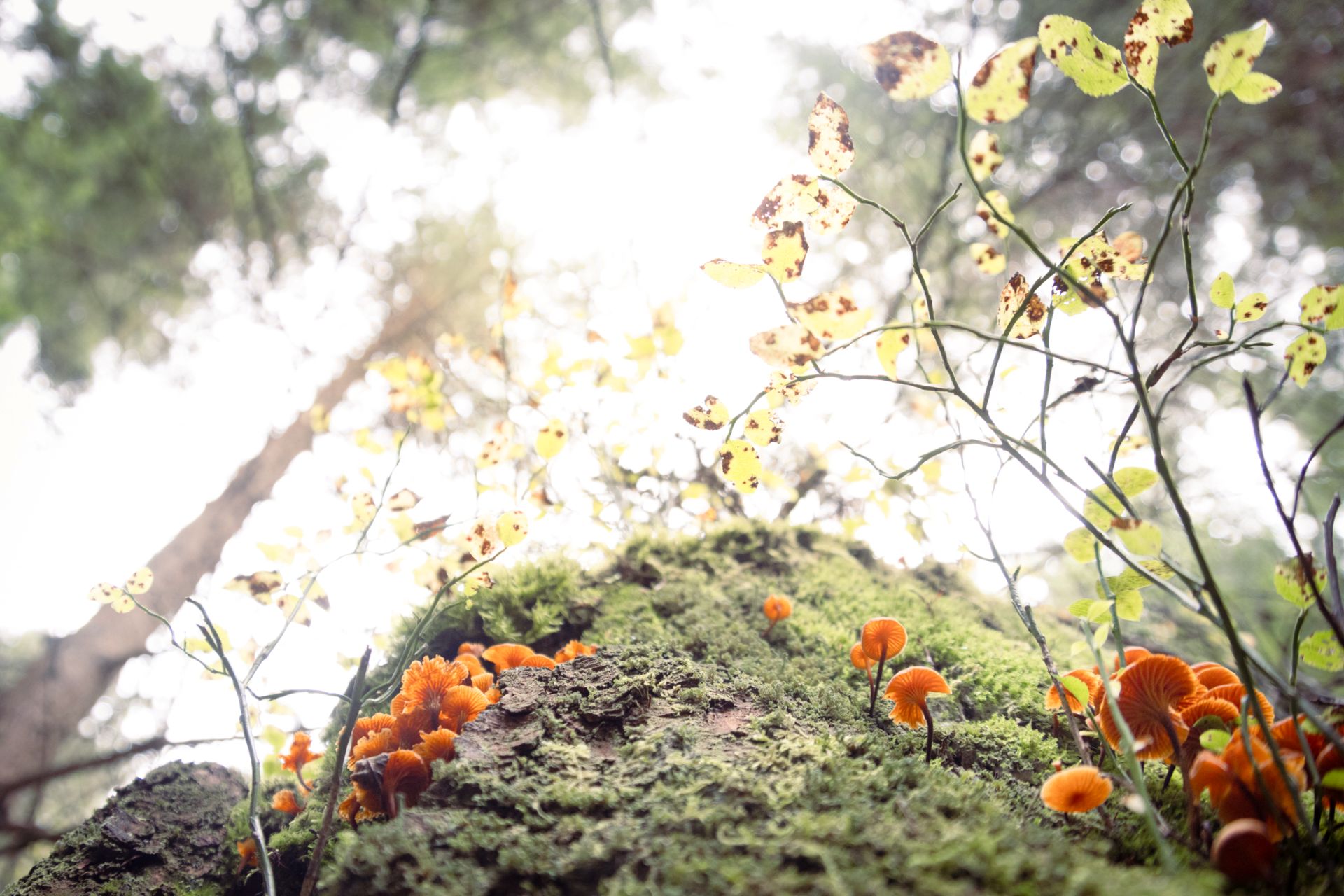 Naturfotografie aus dem Schwarzwald