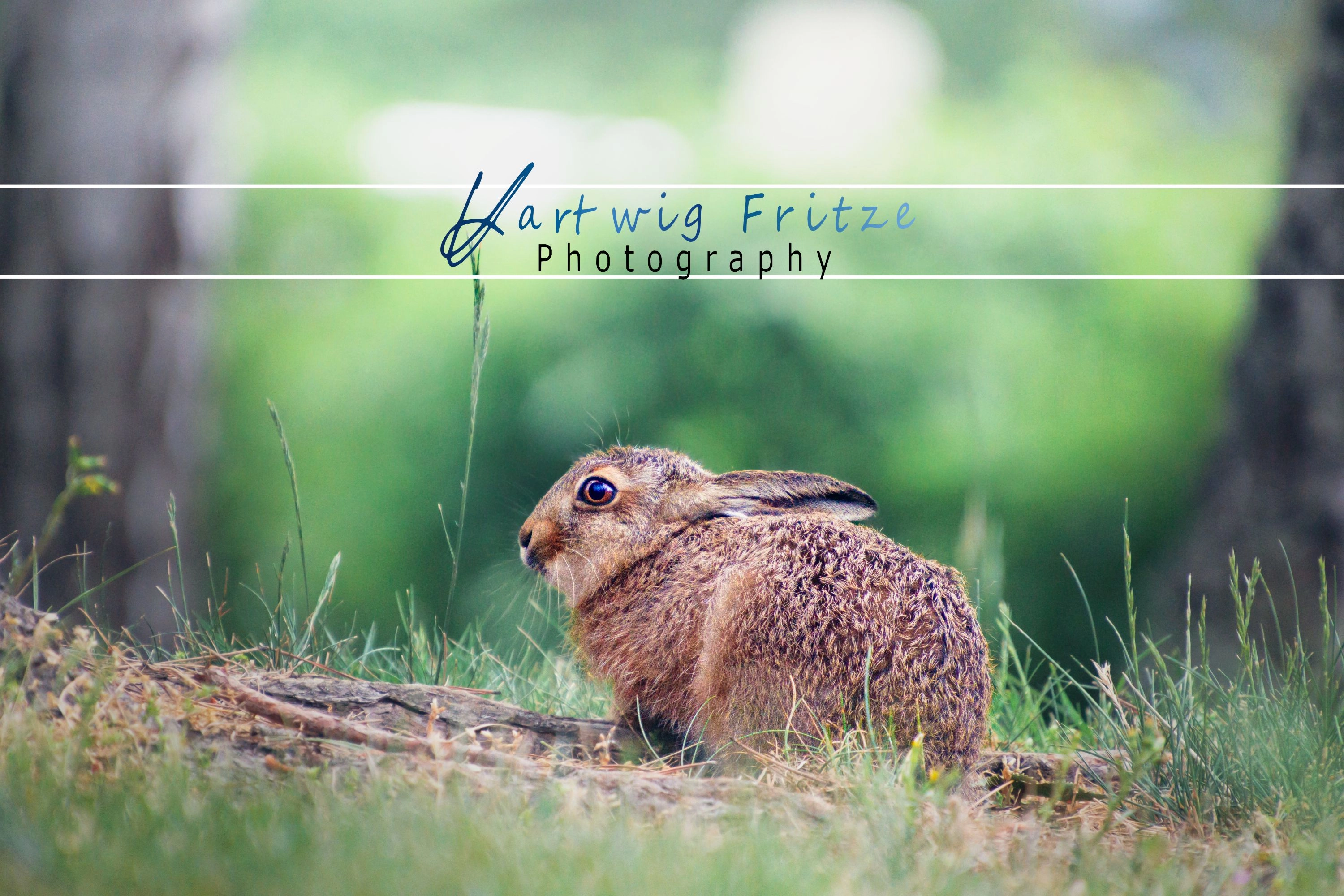 Wildtierfotografie von Hartwig Fritze im Schwarzwald
